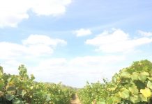 Viticultorii pot solicita sprijin pentru asigurarea recoltei până pe 15 octombrie