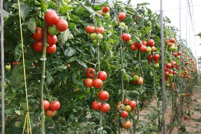 tomate