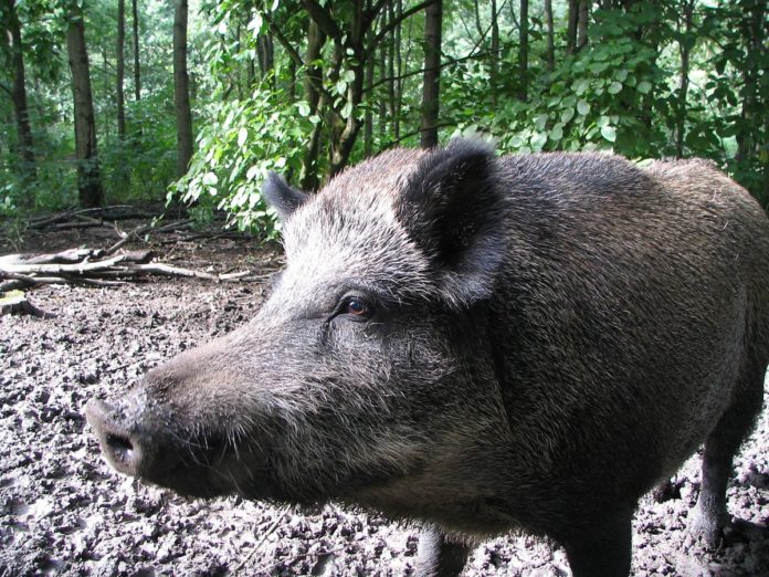 porc mistret