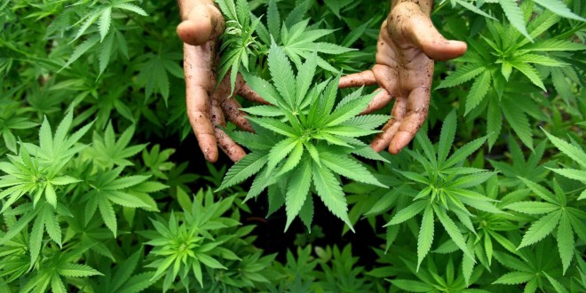 drog cannabis