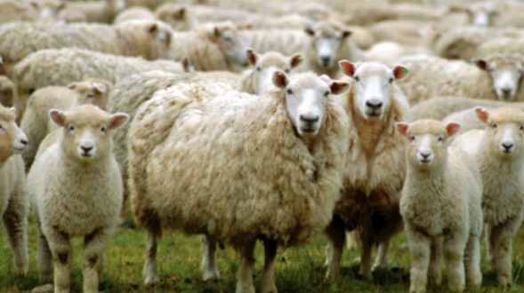 apia animale ovine oi