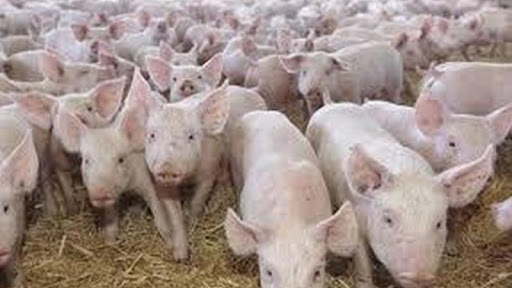 pesta porci