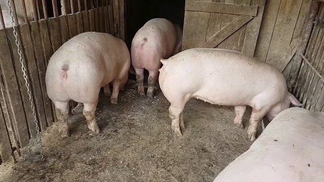 porci