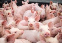 Transportul ilegal a șase sau mai mulți porci va fi infracțiune. Parlamentul a votat noile reguli