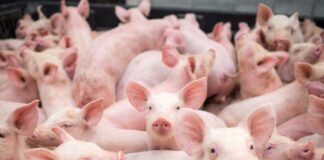 Firmele care cresc porci pot solicita ajutor de stat până pe 30 octombrie