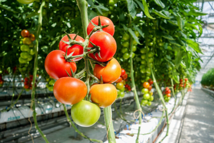legume tomate rosii