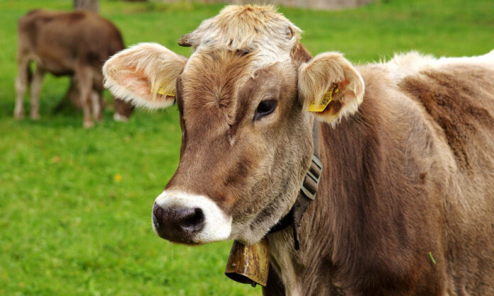 subventii bovine