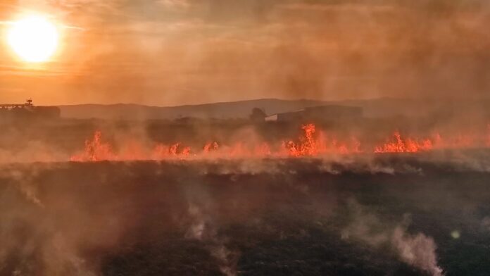 incendiu vegetatie uscata (1)