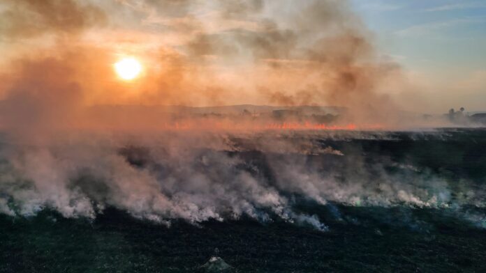 incendiu vegetatie uscata (6)