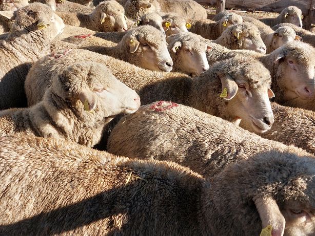 oi ovine turma