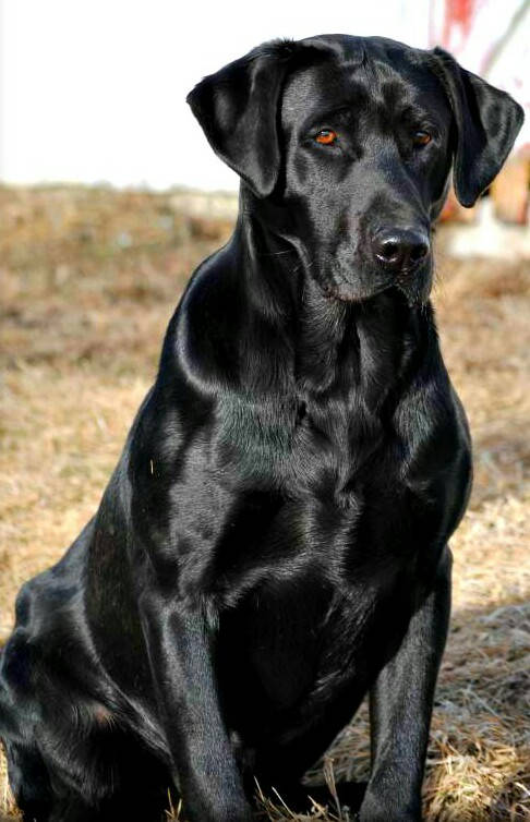 labrador