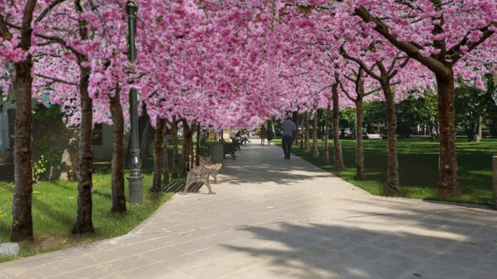 gradina publica ciresti japonezi (2)