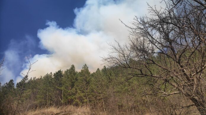 incendiu padure barsesti