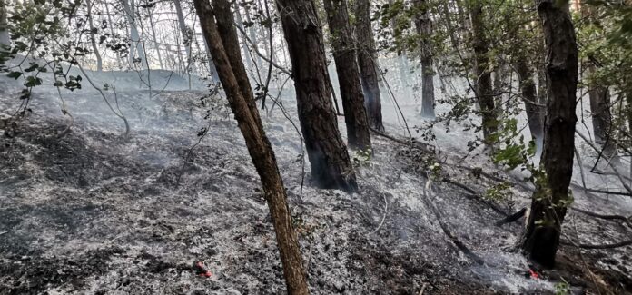 incendiu padure birsesti (3)