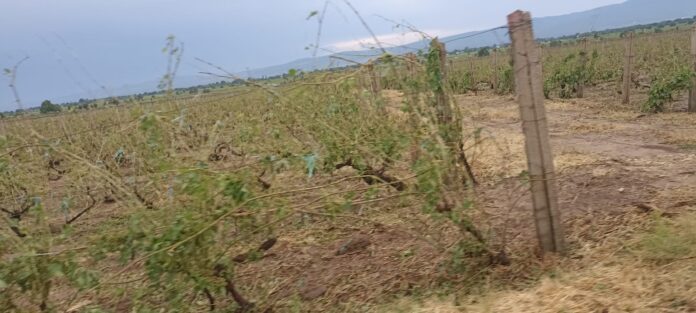 vie grindina (3)