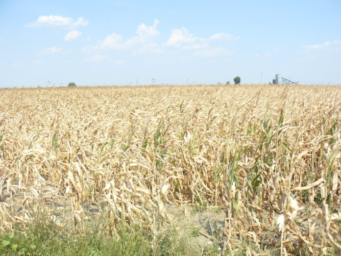 SECETA PORUMB SI FLOAREA SOARELUI (3)