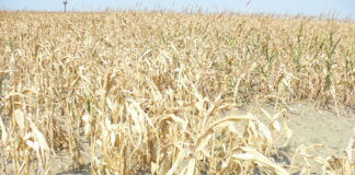 Guvernul a corectat calculul despăgubirilor pentru secetă. Cererile depuse rămân valabile