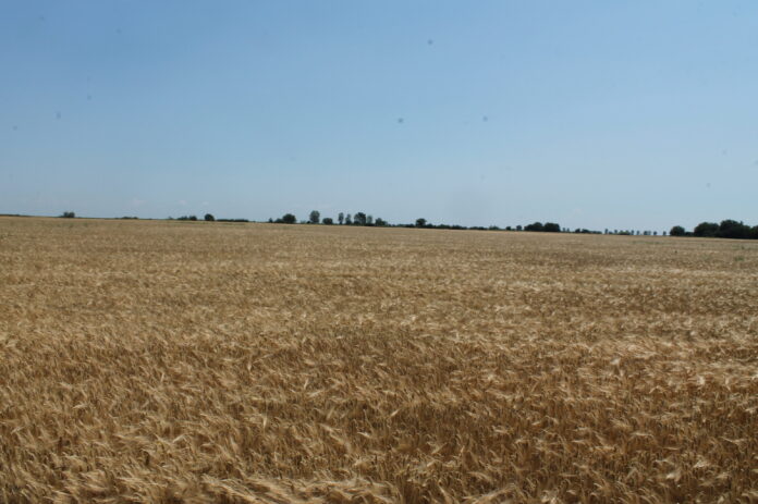 grau (4)