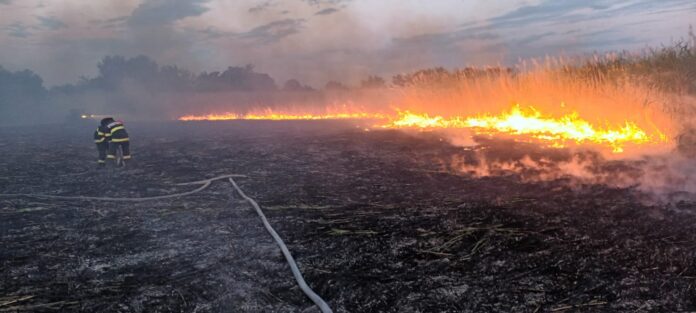 incendii vegetatie (3)