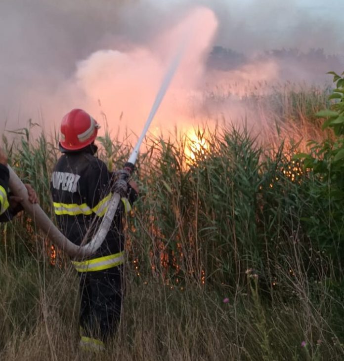 incendii vegetatie generic