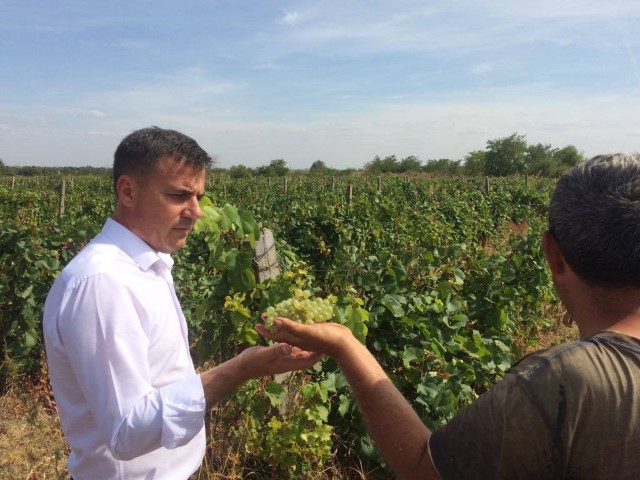 Stefan viticultura struguri