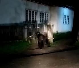 ursi soveja (1)