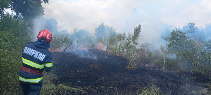 incendiu vegetatie (1)