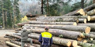 Peste 200 metri cubi de lemn confiscați de polițiști în Vrancea