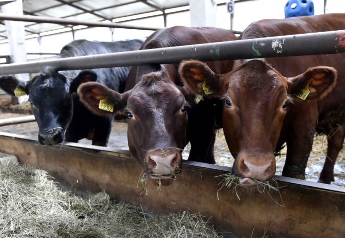 vaci bovine animale