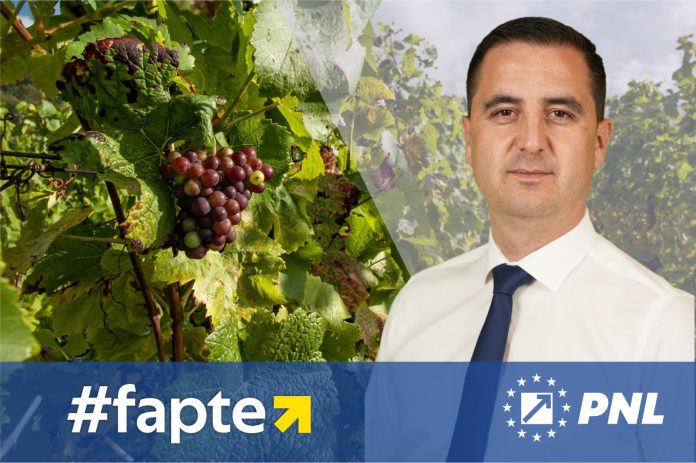 1 DRAGOS viticultura2