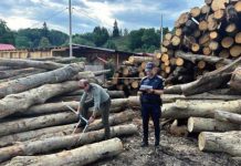 Peste 75.000 de lei în amenzi și aproape 100 mc de lemn confiscați într-o amplă acțiune a Poliției Rurale Vidra