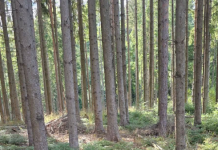 Licitație Romsilva pentru amenajamente silvice în peste 10.000 de hectare de pădure din Vrancea