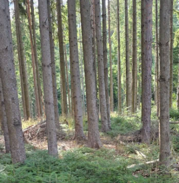 Polițiști din Vrancea, implicați în perchezițiile dintr-un dosar privind licitații și exploatări forestiere