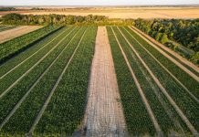 Peste 5 milioane de puieți forestieri disponibili în această toamnă la Pepiniera Dumbrăvița