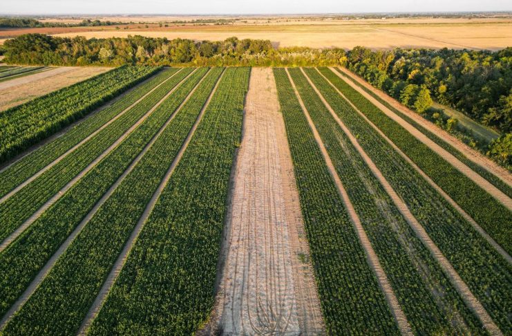 Peste 5 milioane de puieți forestieri disponibili în această toamnă la Pepiniera Dumbrăvița