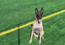 Luna, câinele de căutare-salvare al ISU Vrancea, în centrul atenției de Ziua Mondială a Animalelor