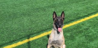 Luna, câinele de căutare-salvare al ISU Vrancea, în centrul atenției de Ziua Mondială a Animalelor