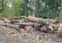 Peste 1.600 de arbori uscați sunt extrași din Crângul Petrești