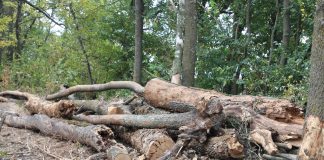 Peste 1.600 de arbori uscați sunt extrași din Crângul Petrești