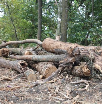 Peste 1.600 de arbori uscați sunt extrași din Crângul Petrești