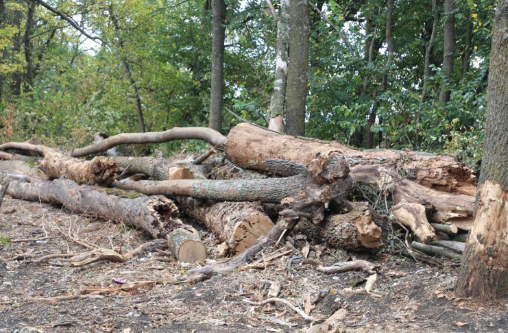 Peste 1.600 de arbori uscați sunt extrași din Crângul Petrești