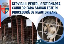 Capturarea câinilor fără stăpân din Focșani va fi reluată după reautorizarea serviciului