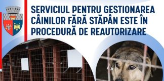 Capturarea câinilor fără stăpân din Focșani va fi reluată după reautorizarea serviciului