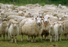România și Libia au semnat șase certificate pentru exporturile de animale și produse alimentare
