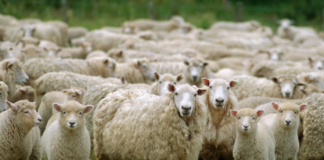 România și Libia au semnat șase certificate pentru exporturile de animale și produse alimentare